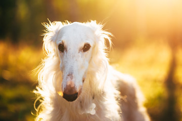 White Russian Dog, Borzoi, Hunting Dog In Summer Sunset Sunrise 