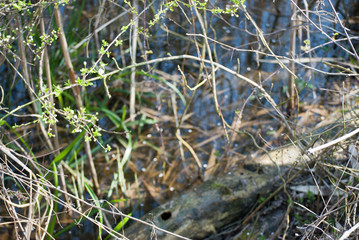 Blooming trees with flowers in Special Nature Reserve Carska Bara - Imperial Pond