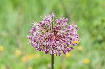 Callisia fragrans flower