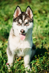 Young Happy Husky Puppy Eskimo Dog