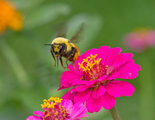 Bumble bee at the fly