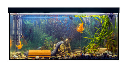 Beautiful large aquarium with tropical fish on a white background. Mastacembelus armatus, catfish...