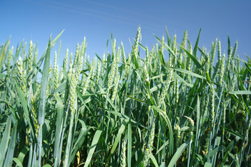 Green wheat field