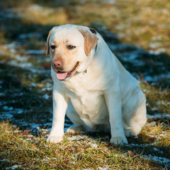 Fat White Labrador Dog Sit Outdoor. Spring