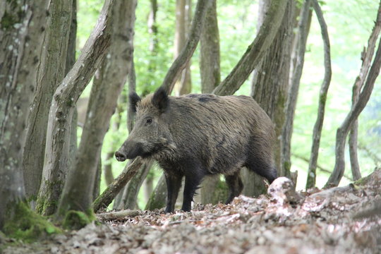Sanglier en for&ecirc;t