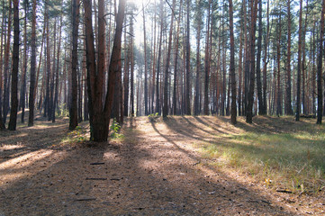 autumn forest with misty morning
