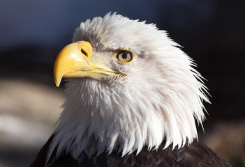 Photo of Bald Eagle using 400mm telephoto lens