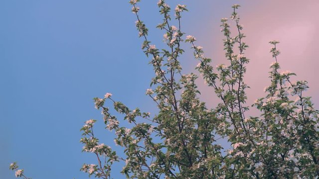 Blooming apple tree against blue sky.