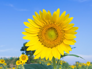 sunflower in the nature summer time.