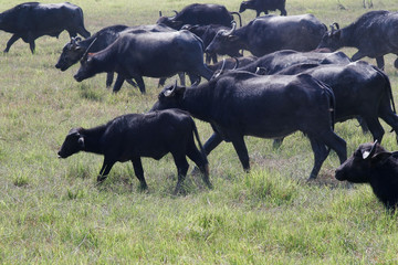 water buffalo in a field.