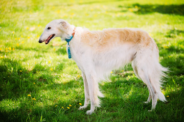 Obraz na płótnie Canvas White Gazehound Hunting Dog Staying Outdoor In Summer Green Gras