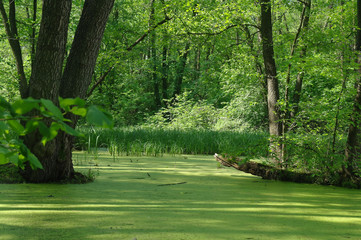 Lake in a wood green and trees