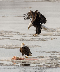 Bald eagles fight over fish