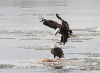 Bald eagles fight over fish