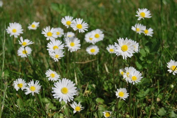 Gänseblümchen (Bellis perennis) © summersum