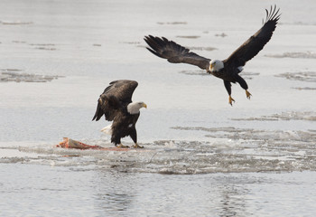 Bald eagles fight over fish