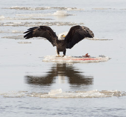Bald eagle on ice
