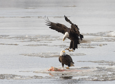 Bald Eagles Fight Over Fish