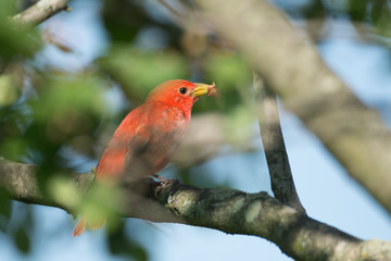 Summer Tanager in tree