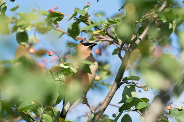 Cedar waxwing in a tree