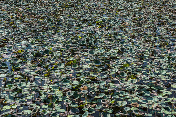Lotus Plants on Water