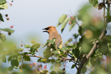 Cedar waxwing in a tree