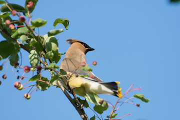 Cedar waxwing in a tree