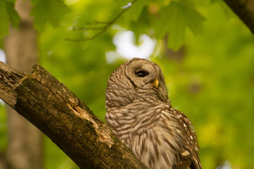 Barred owl perched in tree