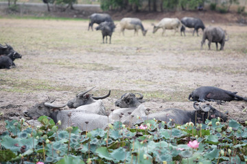 water buffalo relaxing in puddle