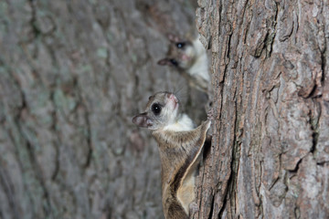 Fkying squirrel on a tree