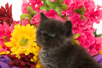 Black kitten and flowers