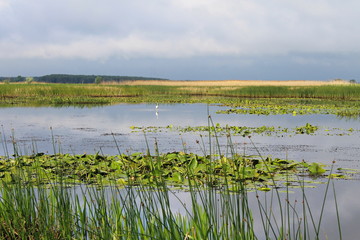 White egret standing on river 