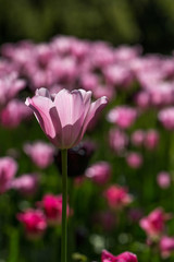 Light pink tulips in garden