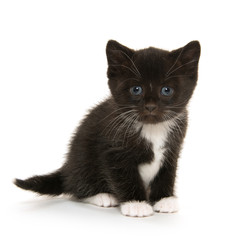 Cute baby kitten on white