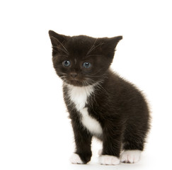 Cute baby kitten on white