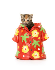 Cute tabby kitten in hawaiian shirt