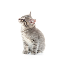 Cute gray kitten on white