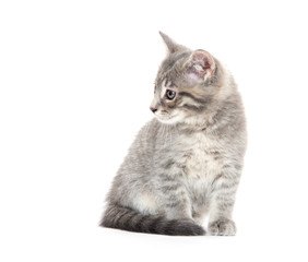 Cute gray kitten on white