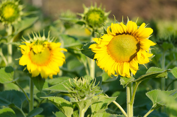 sunflower in garden,selective focus