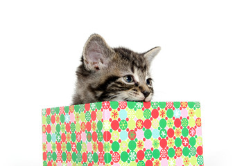 Cute tabby kitten in box