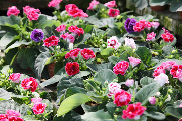 colorful gloxinia flower.