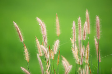 Fototapeta premium reed flower with green background.