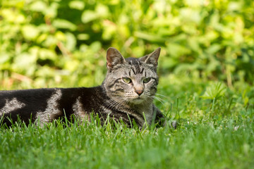 Naklejka na ściany i meble Cute tabby cat in grass