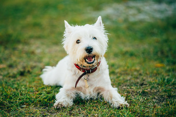 Small West Highland White Terrier - Westie, Westy Dog 