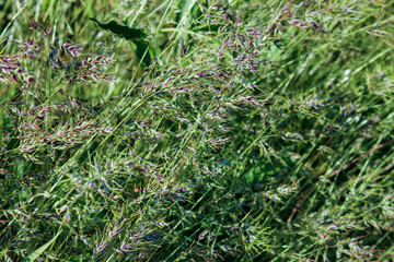 green wild oats background