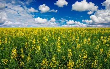 Obraz premium Yellow field rapeseed in bloom with blue sky and white clouds