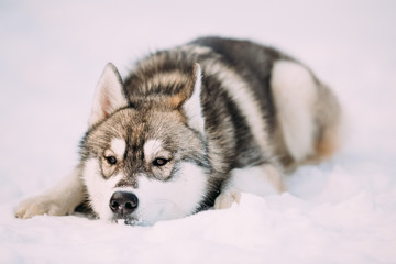 Husky Dog Sit In Snow. Winter 