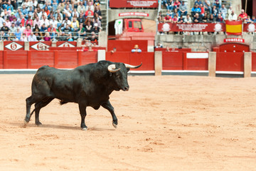 black bull on the arena with public fund