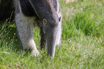 Obraz premium Giant Anteater (Myrmecophaga triductyla)