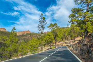 Road along the canarian pines in Corona Forestal Nature Park, Te